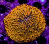UC Shell Shock Plate Coral.JPG