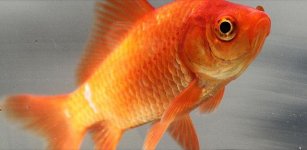 Common-goldfish.jpg
