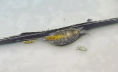 tisbe-biminiensis-copepod-20x.jpg
