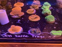 Selection of Corals in Giveaway.JPG
