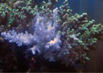 Acropora-infected-with-RTN.jpg