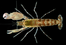 Alpheus-octocellatus-Snapping-Shrimp.png