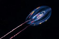Ctenophore-Comb-Jelly.png