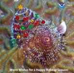 2022-12 Worm Wishes aka Happy Holidays from NOAA.jpg