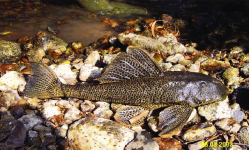 Armadillo-del-rio-Hypostomus-sp-from-the-San-Antonio-River-Texas.png