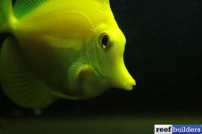 yellow tang close up face by Reef Builders.jpg