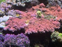 Table-coral-with-STN-768x576.jpeg