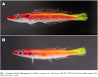 New-Species-of-hogfish-Terelabrus-toretore-1.png