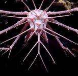 pink-porcupine-crab-2.jpg