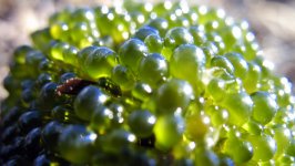 bubble-algae.jpg