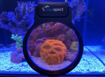 Maxspect-Pastel-Reef-Magnifier-1.png