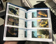 Brazilian-Reef-Fishes-Book-2.png