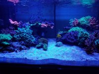 reef-tank-substrate-scaled.jpg