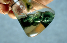 Cyanobacteria-in-flask.png