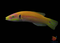 black ear candy hogfish Bodianus-tanyokidus-3.png