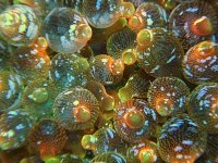 snowflake-bubble-tip-anemone-philippines.jpg