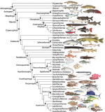Phylogenetic - chart of fish genetics.png