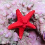 red-chocolate-chip-starfish-2.jpg
