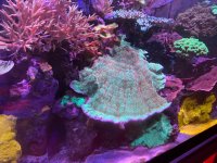 overgrowing-coral-scaled.jpg