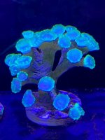 Corals4.jpg