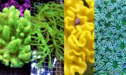 soft-corals-fiji.jpg