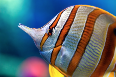 Copperband-butterflyfish-Chelmon-rostratus.png
