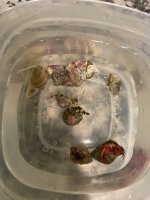 IMG_3538.jpeg
