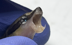 False-cleaner-wrasse-1.png False-cleaner-wrasse-1.png
