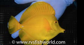 Wild-Yellow-Tang-Zebrasoma-flavescens-Calayan-Island.png