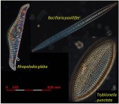 Diatoms-figure-2.jpg