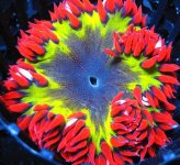 rock flower anemones.jpg rock flower anemones.jpg