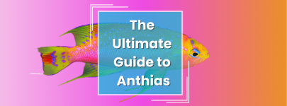 Because the Saltwater Hobby is Awesome (1).png