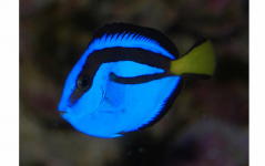blue-tang-captive-reared.png