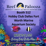 RAP 2025 DFWMAS booth 512 v1.png