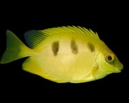 three spot rabbitfish.jpg