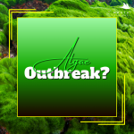 Algae Identification.png