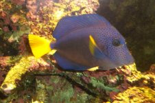 Purple Tang 3.10.2017.jpg Purple Tang 3.10.2017.jpg