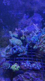 IMG_8743.jpeg IMG_8743.jpeg