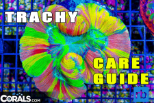Trachy-Care-guide.png
