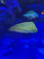 IMG_6982.jpeg