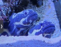 IMG_4575.jpeg