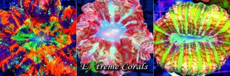 extreme corals meat corals.jpg