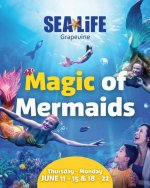 sea life mermaid june 2026.jpg