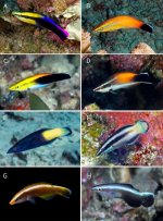 Cleaner-wrasse-1-1139x1536.jpg