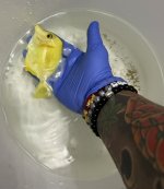 Yellow Tang.jpeg