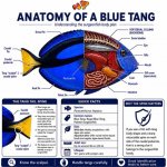 blue tang anatomy.jpg