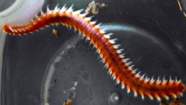 bristleworms1.jpg