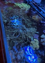 IMG_7447.jpeg