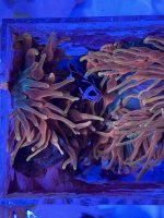 IMG_5410.jpeg