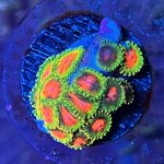 DF28CEFF-26F6-404F-B61B-C757A0E4BC94.jpeg